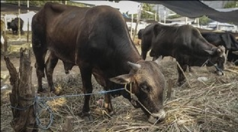 Bandung Atur Penyembelihan Hewan Kurban saat Pandemi Covid-19