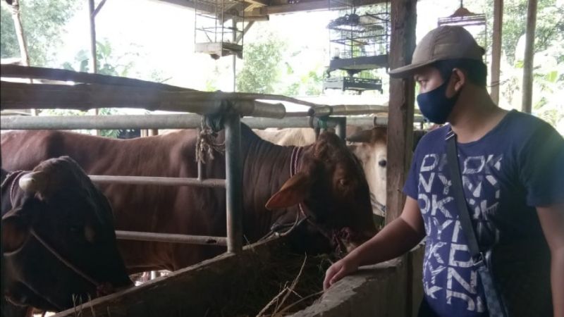 Strategi  Pedagang Hewan Kurban Atasi Kerugian karena Musim Pandemi