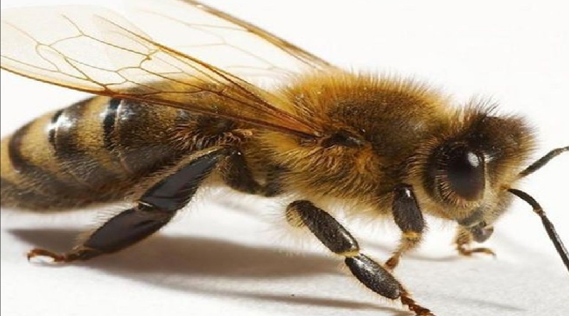 Pasca  2 Tewas dan 10 Mengalami Luka, Pemdes Dirgahayu Datangkan Pawang untuk Usir Lebah