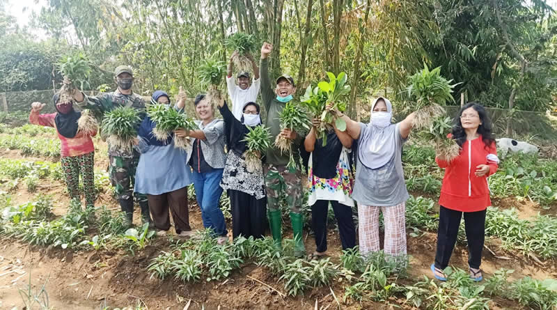 Bantu Kebutuhan Pangan Warga, Satgas Citarum Harum Budidaya Sayuran dan Perikanan