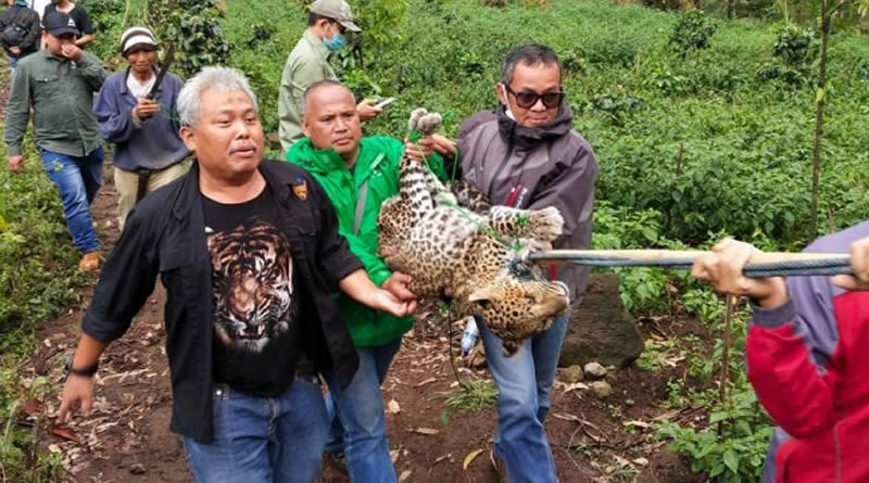 Setelah Dilakukan Berbagai Upaya, Macan Tutul yang Ditemukan di Ciwidey Mati