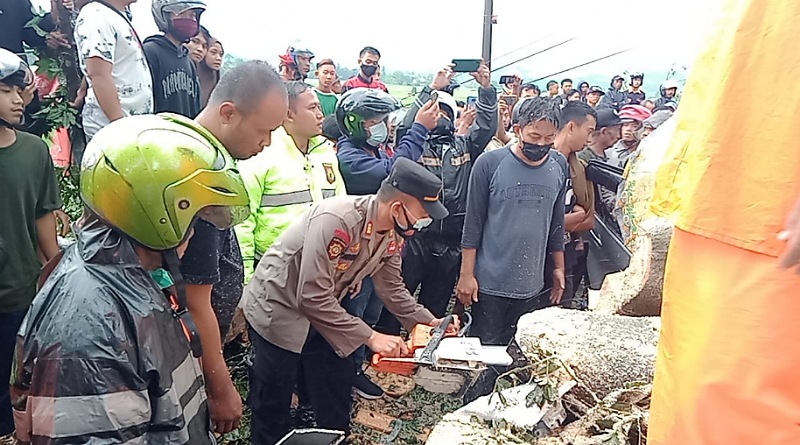 Sebuah Minibus Tertimpa Pohon Tumbang, Polres Pemalang Antisipasi Kejadian Serupa