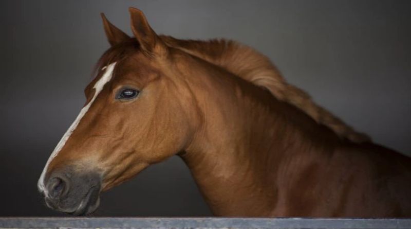 TAFAKUR: Keistimewaan Kuda yang Tidak Dimiliki Hewan Lain Menurut  Al Quran dan Sains