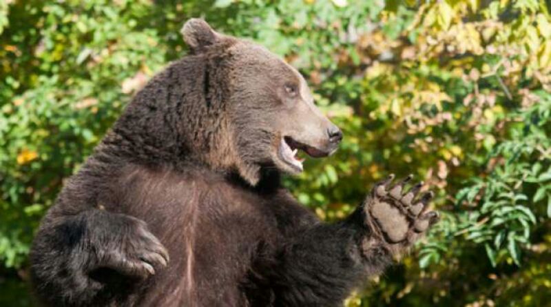 JAGAT GILA:  Petinju Rusia Duel Lawan Beruang hingga KO