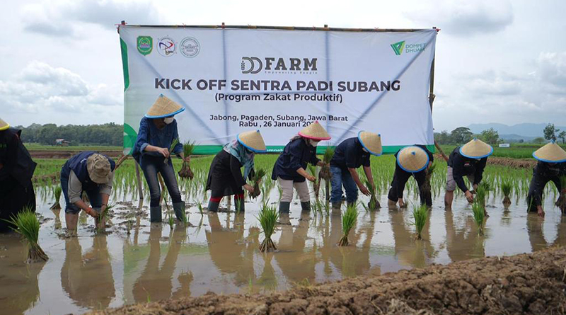 Kick Off DD Farm Sentra Padi, Bukti Kekuatan Zakat Produktif Bangkitkan Agrobisnis