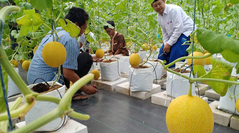 Ponpes Takmirul Islam Kota Solo Panen Melon dari Urban Farming