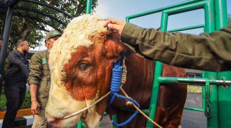 Penyembelihan Hewan Kurban di Kota Bandung Capai 13.701 Ekor