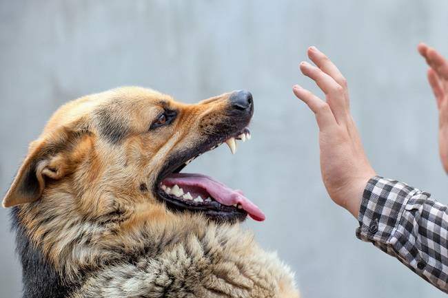 Bocah 7 Tahun Digigit Anjing di Jaksel, Pemilik Akan Bertanggung Jawab