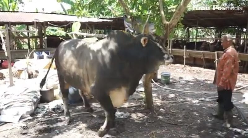 Afrizal, Peternak Riau Bangga Sapi Miliknya Dibeli Presiden Jokowi