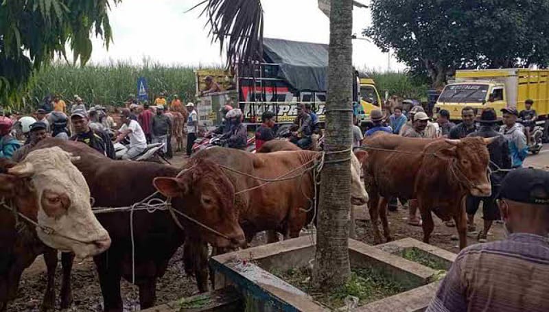 Persiapan Menyambut Idul Adha 2024: Antara Tradisi dan Estetika