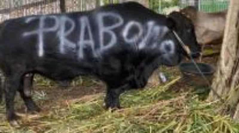 Prabowo Subianto Bagikan 38 Ekor Sapi kepada Masyarakat di Hambalang