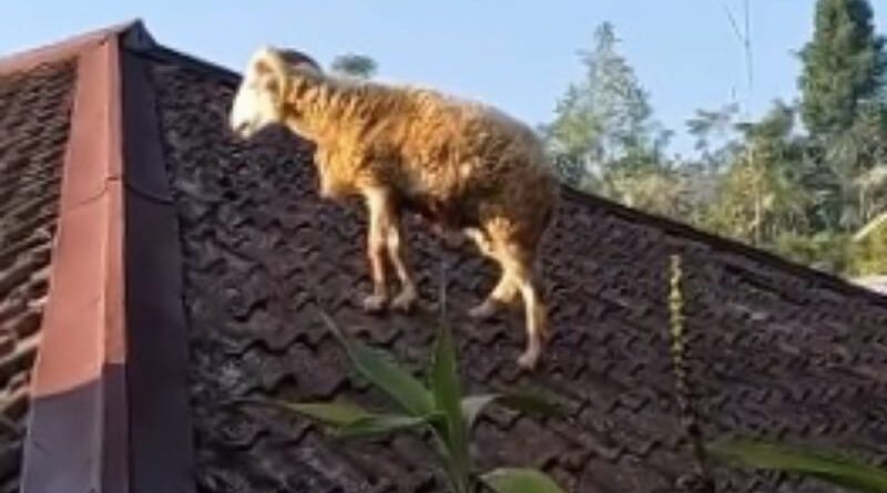 Kambing Terhindar dari Penyembelihan dengan Melompat ke Atap Rumah Warga di Cianjur Selatan