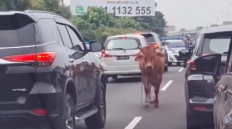 Kemacetan di Tol Jagorawi Akibat Sapi Kurban Lepas, Lalu Lintas Kembali Lancar Setelah Penanganan Satu Jam