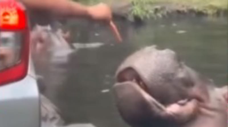 Viral: Pengunjung Taman Safari Lempar Sampah ke Mulut Kuda Nil, Netizen Geram