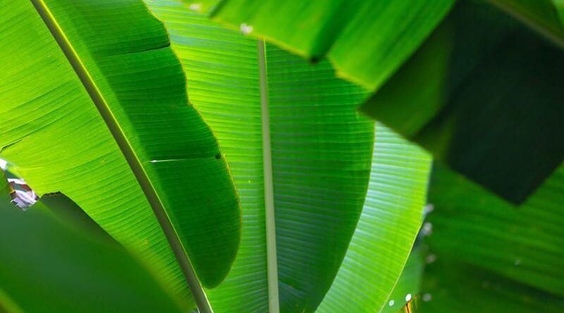 Daun Pisang, Solusi Awet untuk Pembungkus Makanan Ramah Lingkungan dan Aroma Alami