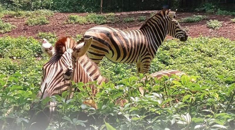 Pemkot Bandung Klaim Upaya Pengamanan Aset Kebun Binatang Sesuai Aturan