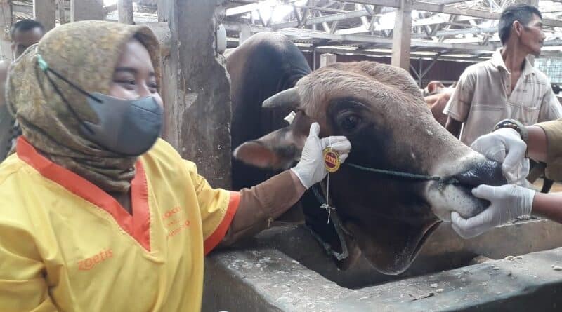 Beli Hewan Kurban di Sumedang, Kondisinya dijamin Sehat!