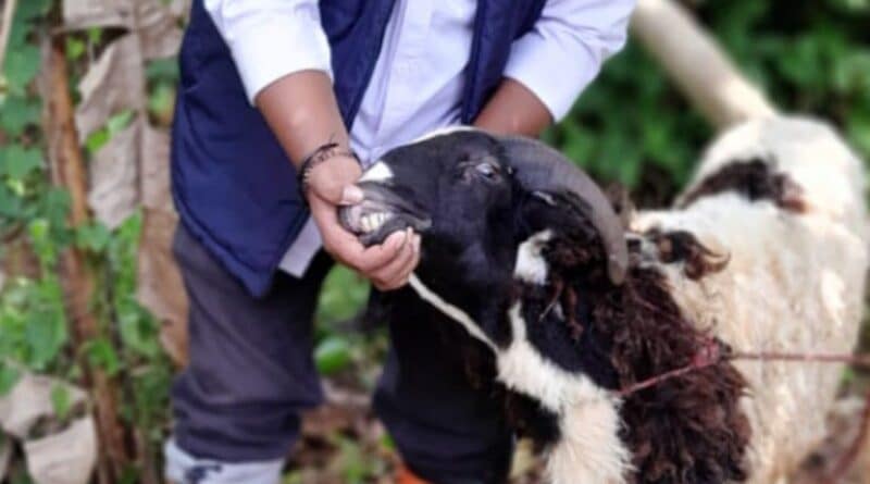 Domba dan Kambing untuk Hewan Kurban, Juga Dijamin Sehat!