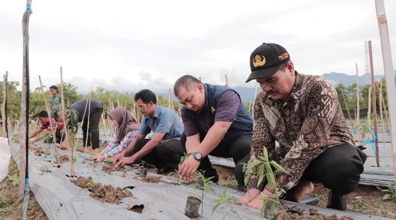 Inovasi Pertanian, Pj Bupati Aceh Besar Budidayakan 2.500 Batang Cabe di Pekarangan Meuligoe