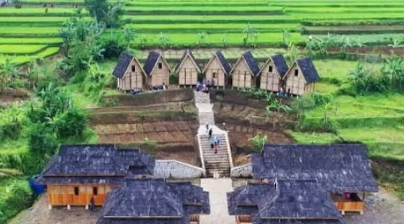 Warungkondang: Jantung Pelestarian Padi Pandanwangi, Simbol Kejayaan Cianjur