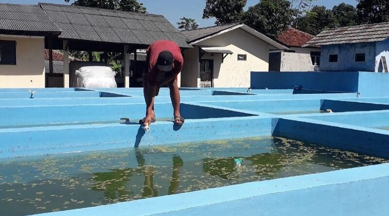 Dinas Perikanan dan Peternakan (Diskanak) Sumedang Mulai Memijahkan Ikan Gurame Tahun Ini