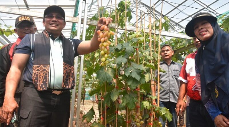 Kebun Anggur Puncak Rahayu, Destinasi Wisata Baru di Desa Mekarrahayu