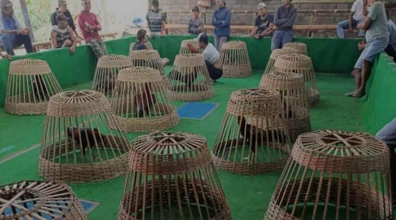 Diduga Judi Sabung Ayam Merajalela Oknum Terkesan Kebal Hukum