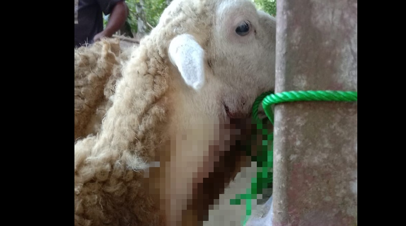 Teror Hewan Buas di Cikidang Sukabumi: Serang Ternak, Beberapa Domba Hilang