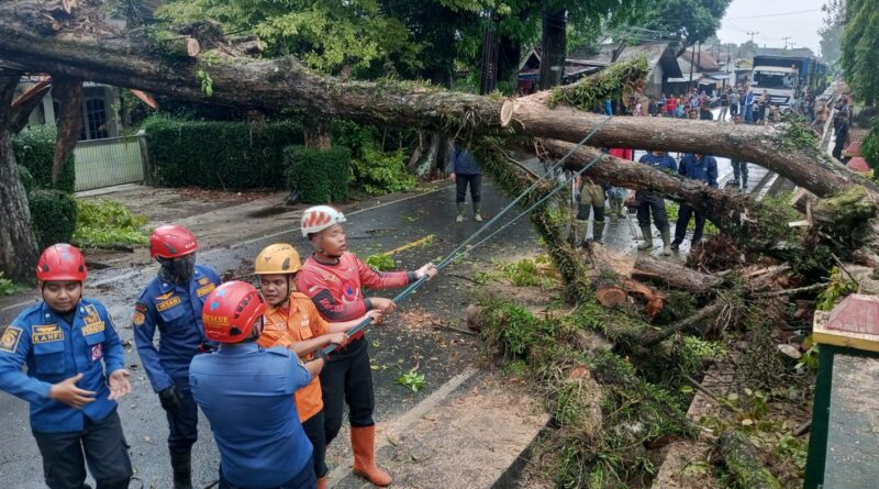 Pohon Tumbang Akibat Hujan dan Angin Tutup Jalan di Sukabumi