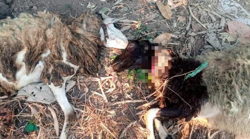 Luka di Leher! Hewan Buas Serang Ternak Milik Warga Gandasoli Sukabumi