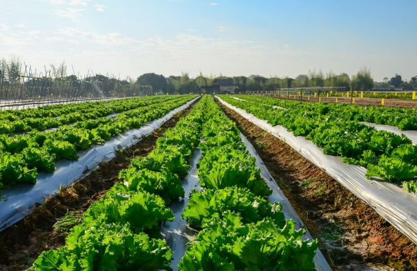 Kementerian PPN: Regionalisasi Pangan Kunci Ketahanan Pangan Nasional