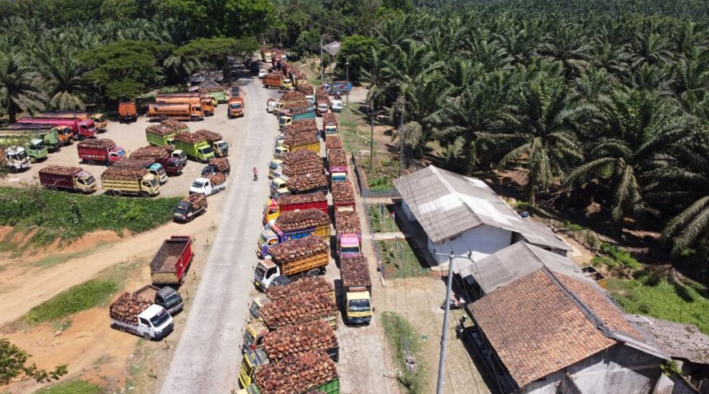 Kerusakan Pabrik Kelapa Sawit Swasta di Banten Picu Antrian Panjang di PKS Kertajaya dan PKS Cikasungka