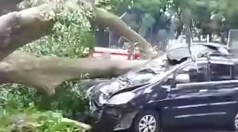 Pohon Tumbang Timpa Mobil di Farmhouse Lembang