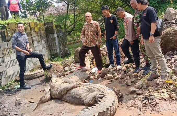 Fakta Terbaru Buaya yang Lepas Dari Penangkaran di Cianjur
