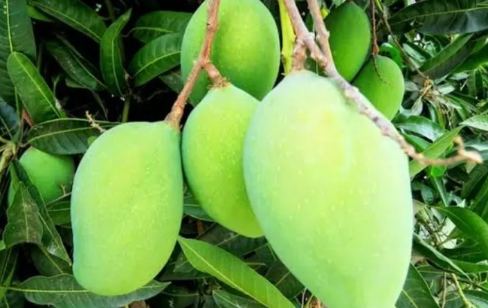 Hati-Hati! 7 Buah yang Sebaiknya Dihindari saat Perut Kosong