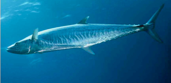 Lima Jenis Ikan Laut Beracun yang Sebaiknya Dihindari