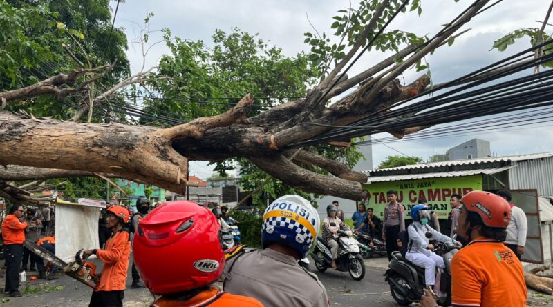 Petugas Gabungan Evakuasi Pohon Tumbang Akibat Hujan Disertai Angin Kencang di Sidoarjo