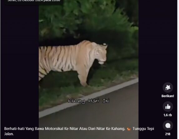 [HOAX] Harimau Melintas di Jalan Cadas Pangeran
