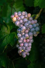 Panen Perdana Anggur di Lumbung Mataraman Gulurejo: Meningkatkan Ekonomi dan Promosi AgroEdu Wisata