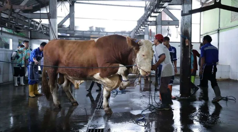 DKPP Kota Bandung Siapkan 184 Petugas Periksa Hewan Kurban