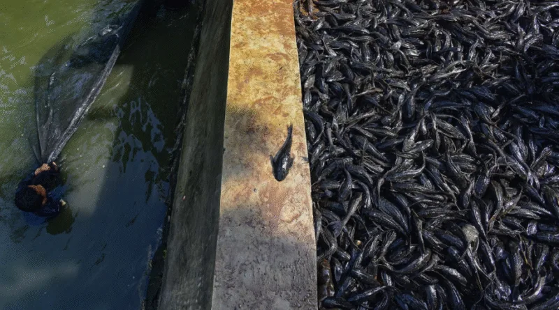 Fenomena Ikan Sapu-Sapu: 2 Solusi Tegas Dedi Mulyadi