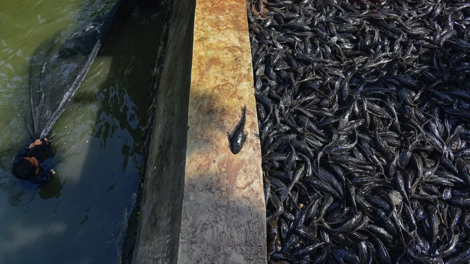 Fenomena Ikan Sapu-Sapu